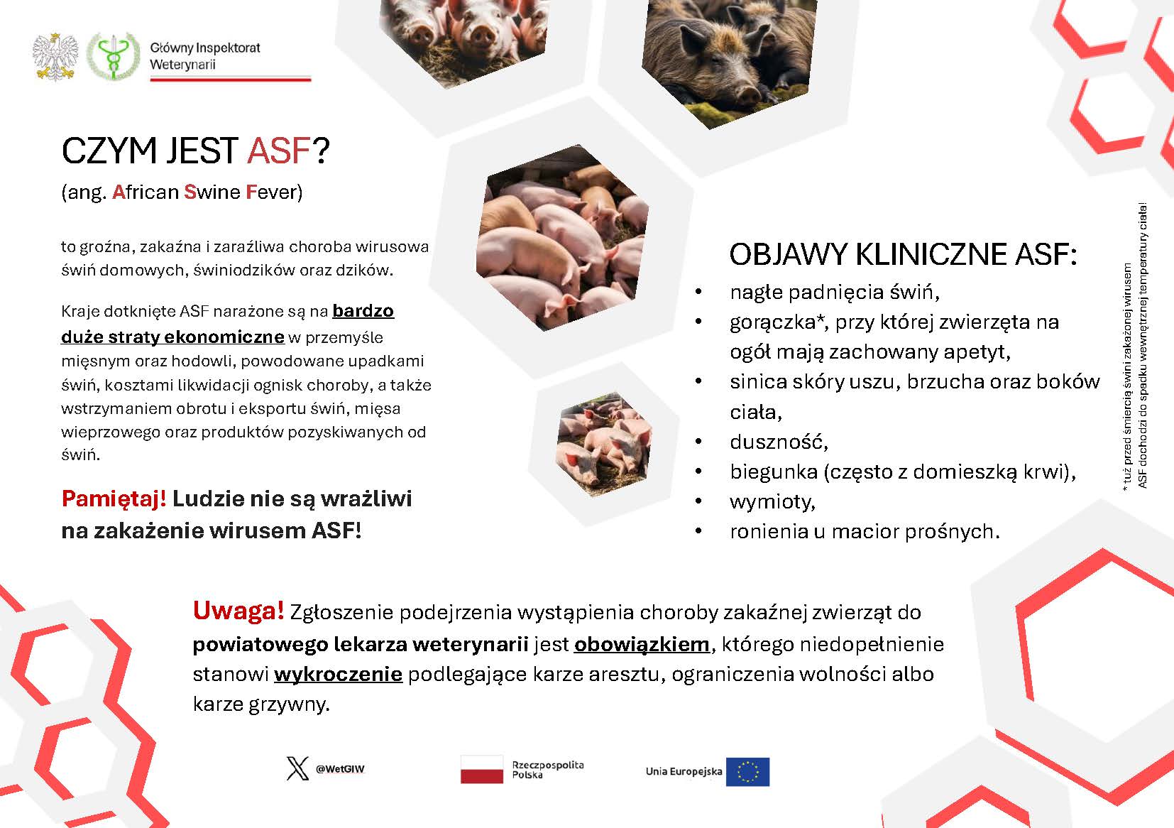 Czym jest ASF – materiały informacyjne